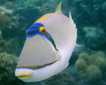 marine staion8