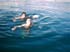 swim11